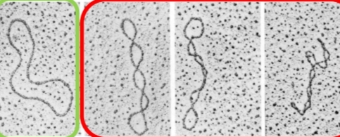 <p>Même séquence<br>Topologie différente (3D globale )<br>Enlacements différents</p><p class="has-focus is-empty"><em>étar relaché → </em> + stable </p><p class="has-focus"><em>état superenroulé → </em>superhélice </p><ul><li><p class="has-focus">superenroulement + : ds sens </p></li><li><p class="has-focus">superenroulement - : ds sens inverse </p></li></ul><p class="has-focus">CSQ nbr enroulement  ↓ ,  ↓ torsion, ↑accessibilité </p><p></p>