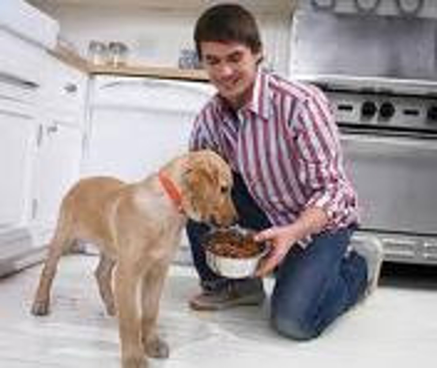 <p>to feed the dog</p>