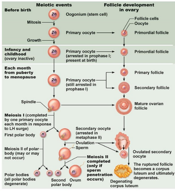 <ul><li><p>vóór de geboorte:</p><ul><li><p>mitose in oogonium (stamcel) → °primaire oocyt</p></li><li><p>primaire oocyt groeit &amp; ontwikkelt zich tot een primordiale follikel</p></li></ul></li><li><p>tijdens kindertijd (met inactieve eierstokken):</p><ul><li><p>primaire oocyt blijft gearresteerd in de profase I &amp; is aanwezig bij de geboorte</p></li></ul></li><li><p>elke maand vanaf de puberteit tot de menopauze:</p><ul><li><p>primaire oocyt blijft gearresteerd in de profase I</p></li><li><p>door stimulatie van LH-piek:</p><ul><li><p>1 primaire oocyt voltooit de meiose I → °secundaire oocyt &amp; 1e poollichaampje</p></li></ul></li><li><p>secundaire oocyt wordt gearresteerd in metafase II &amp; wordt vrijgegeven tijdens de ovulatie</p></li></ul></li><li><p>bij bevruchting:</p><ul><li><p>fertilisatie door spermacel → meiose II wordt voltooid → °ovum &amp; 2e poollichaampje</p></li><li><p>gescheurd follikel wordt corpus luteum → degenereert</p></li></ul></li></ul><p>→ ± 5 tot 12 primaire follikels hervatten elke maand de ontwikkeling</p><p>→ 1 follikel wordt dominant &amp; rest degeneert door folliculaire atresie</p><p></p>