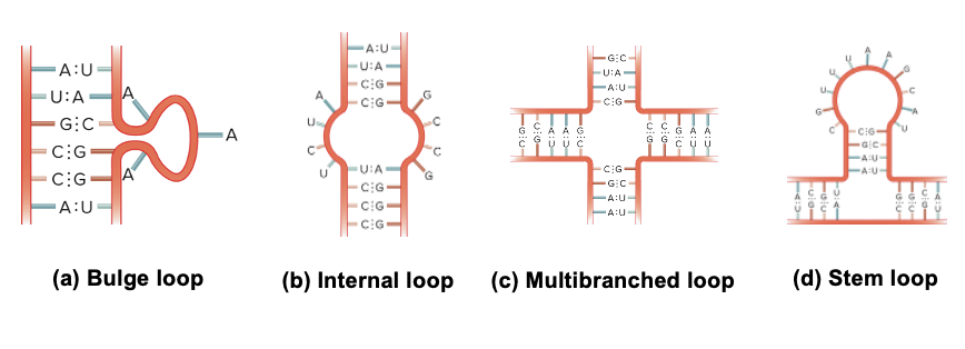 <ul><li><p>although usually, single stranded ? molecules can form short, double stranded regions</p><ul><li><p>this secondary structure is due to complementary base pairing</p></li><li><p>A to U</p></li><li><p>C to G</p></li><li><p>allows short regions to form double helix</p></li></ul></li><li><p>different types of ? secondary structures are possible</p></li></ul><p></p>