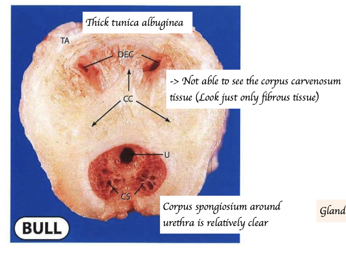 <p>Cow</p><ul><li><p>Dense tunica albuginea</p></li><li><p>Little erectile tissue</p><ul><li><p><span style="color: rgb(233, 12, 12);">Can barely see the corpus cavernosum</span></p></li></ul></li></ul><p></p>