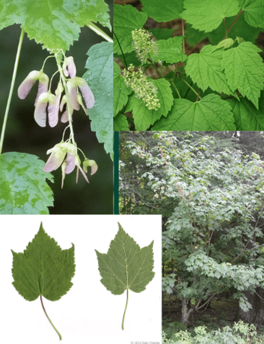 <p>Acer spicatum</p>