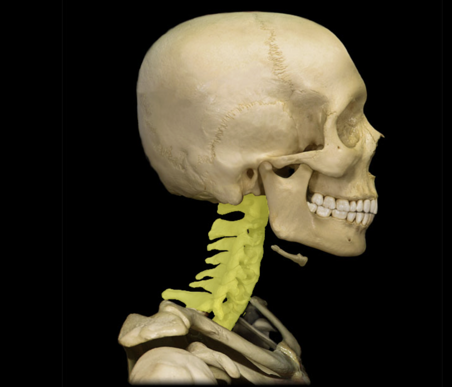 <p>Cervical vertebra</p>