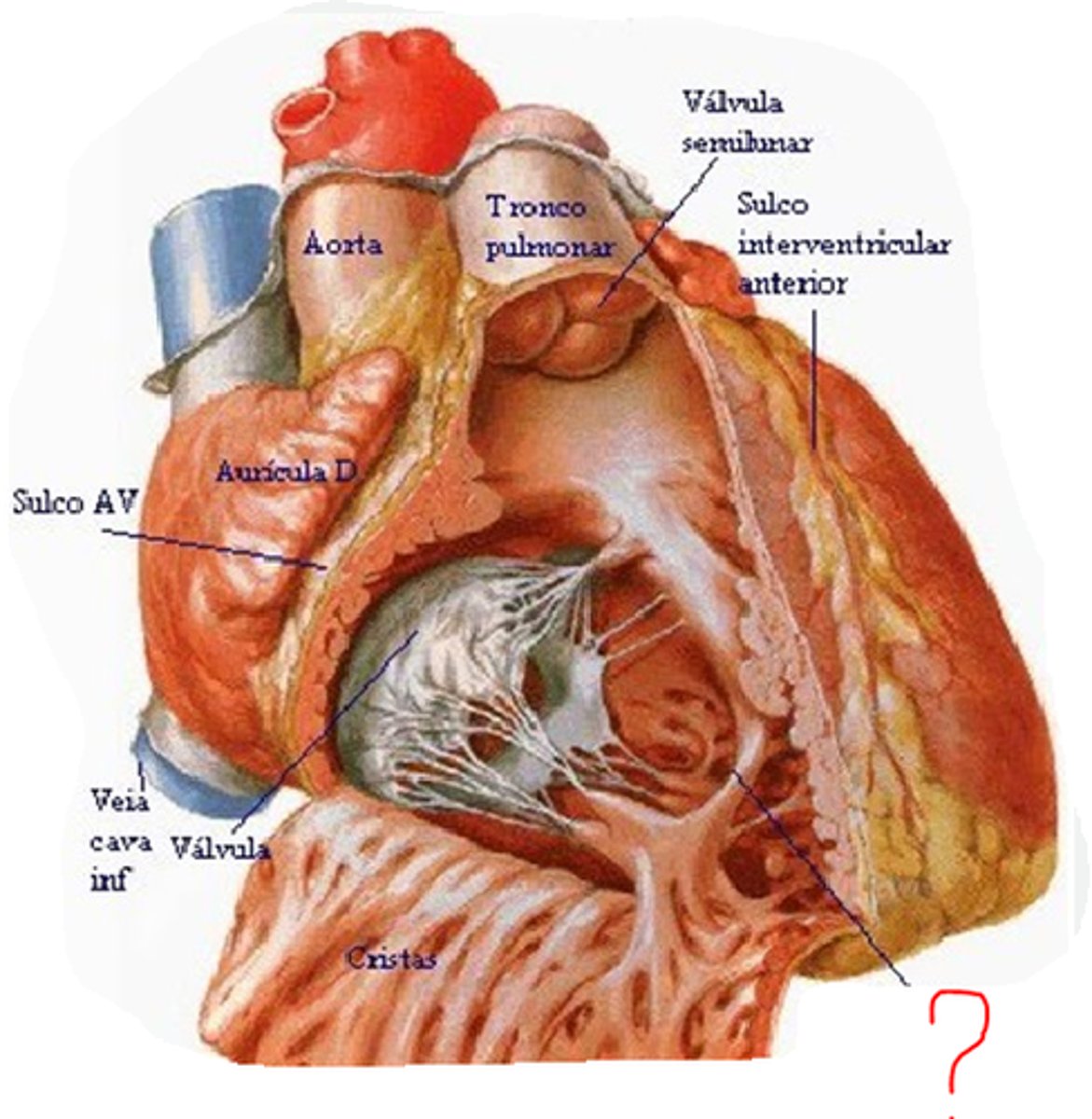 <p>septomarginal trabecule (moderator band)</p><p>-used during fetal ultrasound to find fetus heart rate...helps orient yourself to heart because you know it is the right ventricle (can find what is what after this)</p>