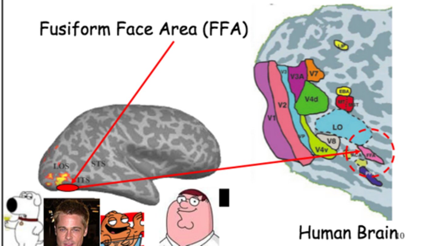 <p>A condition characterized by the inability to recognize faces.</p>