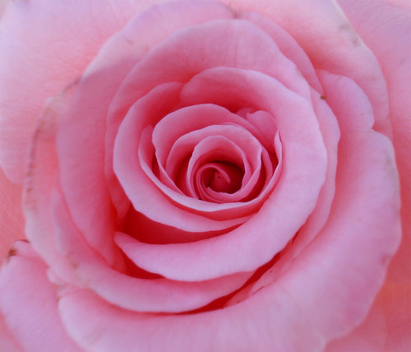 <p>pink</p>