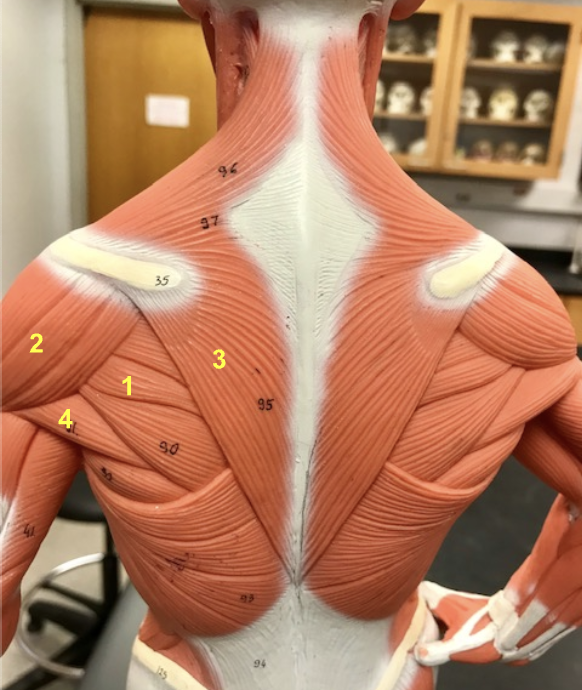 <p>Name 1, 2, 3, and 4 </p>