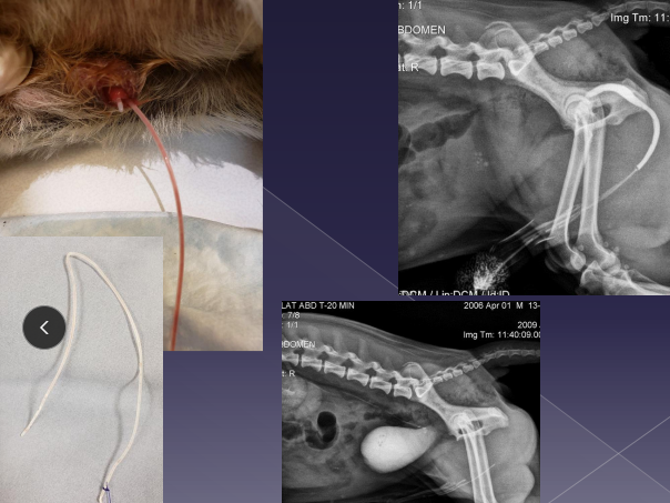<ul><li><p><span style="color: rgb(136, 136, 136);"><strong>Why: </strong></span><span>neoplasia, trauma, congenital anomalies</span></p></li><li><p><span style="color: rgb(136, 136, 136);"><strong>How: </strong></span><span>scrotal urethrostomy + scrotal ablation</span></p></li></ul><p></p>