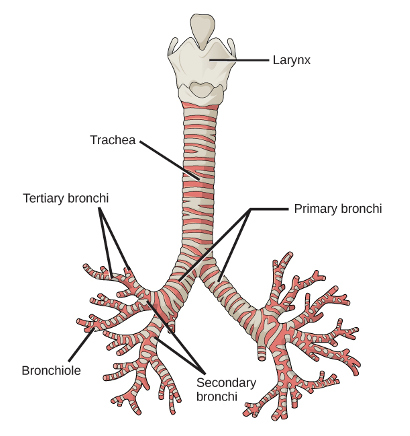 <ul><li><p>primary bronchi</p><ul><li><p>R/L main stem</p></li></ul></li><li><p>secondary bronchi</p><ul><li><p>go to each lobe</p></li></ul></li><li><p>tertiary bronchi</p><ul><li><p>go to each segments within the lobes</p></li></ul></li></ul><p></p><p><span>Carina is an upside down triangle at the first dissection pf primary bronchi</span></p><p style="text-align: left;"></p><p style="text-align: left;"><span>Secondary bronchi go to the lobes (3 on R; 2 on L)</span></p><p style="text-align: left;"><span>Teriary bronchi go to each segment in the lobes</span></p><p style="text-align: left;"><span>Bronchiole</span></p><p style="text-align: left;"><span>Alvioli – most functional unit of gas enchange in the lungs (provide oxygenated blood to the lungs and the circulatory system gives CO2)</span></p>