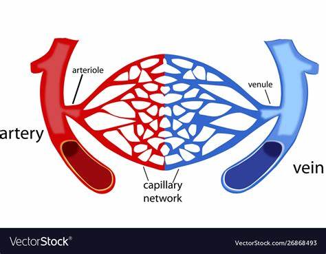 <p>define capillaries</p>