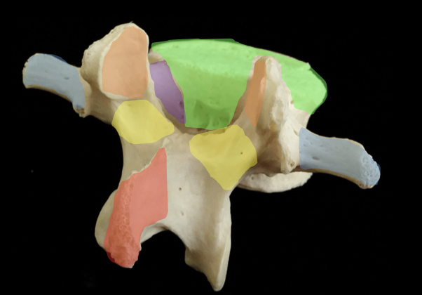 <p>yellow portion</p>
