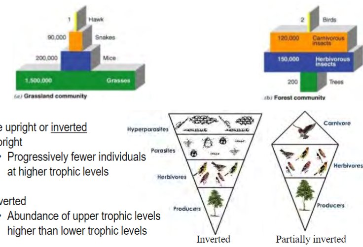 <p>a type of trophic pyramid that compares the <u>number of individuals</u> at each trophic level</p><p>may be upright or inverted</p><p>upright: progressively fewer individuals at higher trophic levels</p><p>inverted: abundance of upper trophic levels is higher than lower trophic levels</p>