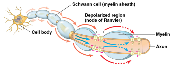 <p>gaps in the myelin sheath that house voltage-gated sodium channels</p><ul><li><p>action potentials in myelinated axons jump between them in saltatory conduction</p></li></ul><p></p>