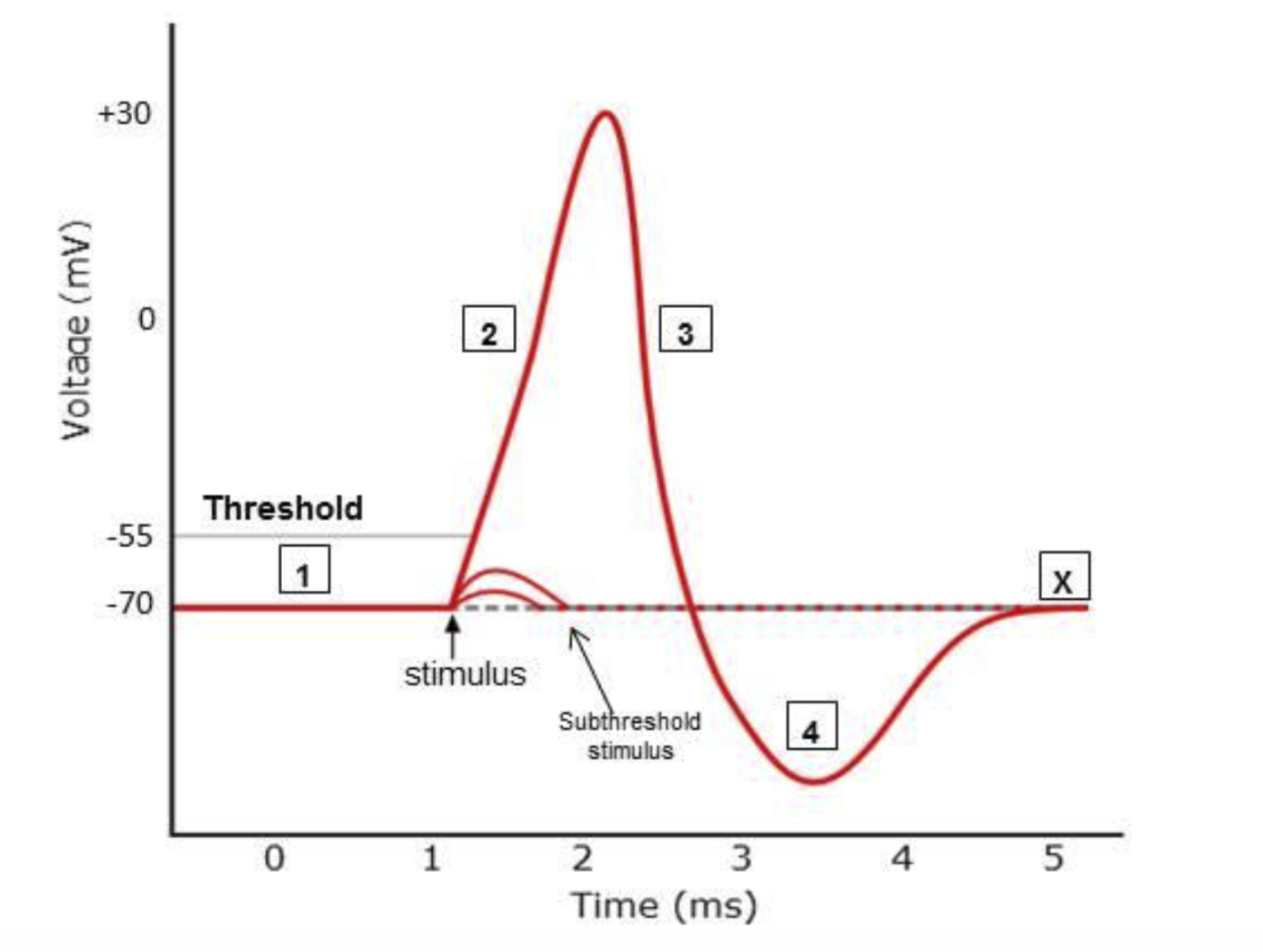 <p><span style="font-family: &quot;Helvetica Neue&quot;, sans-serif">Action potentials</span></p>