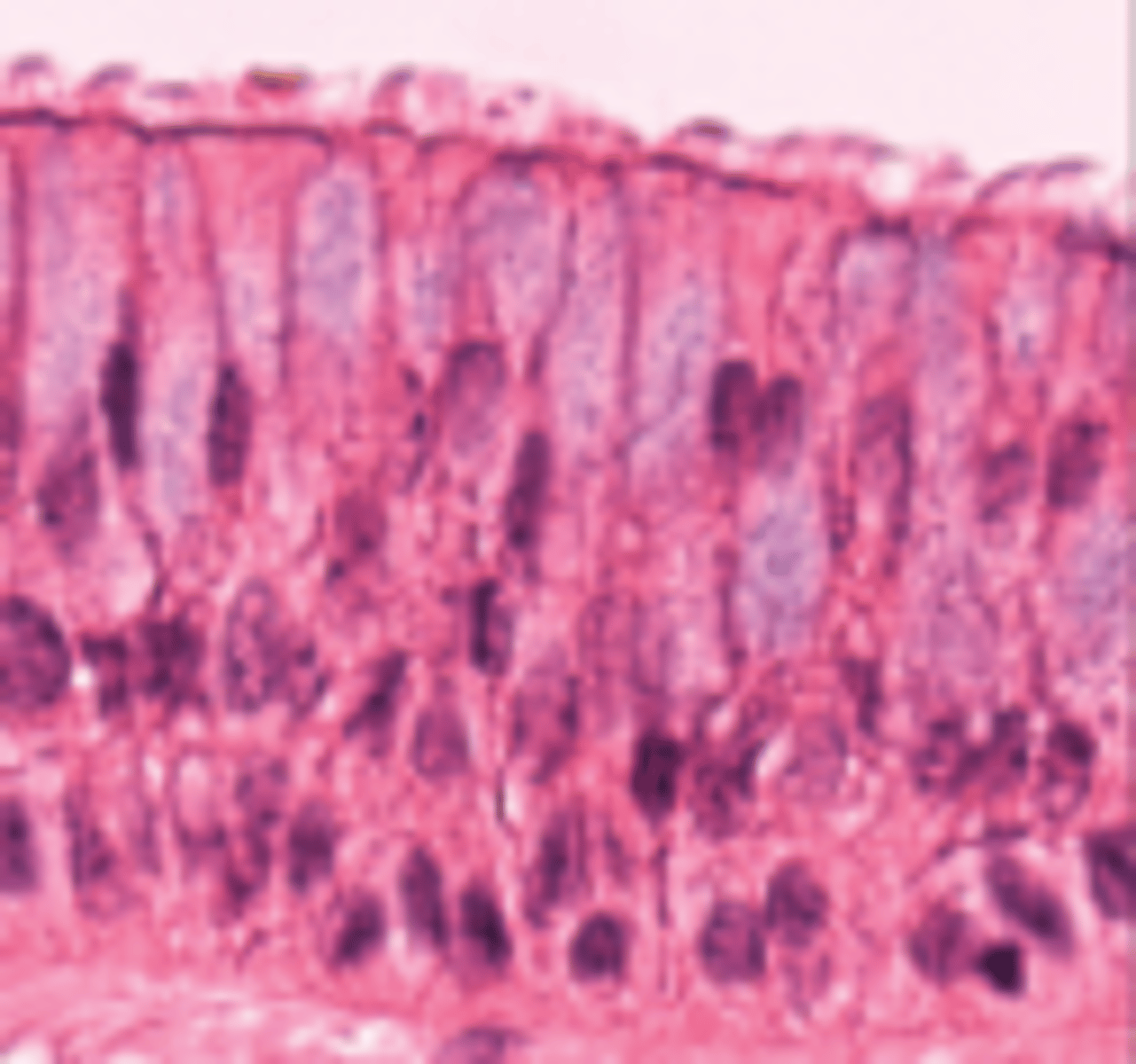 <p>Found in large passageways of respiratory system</p>