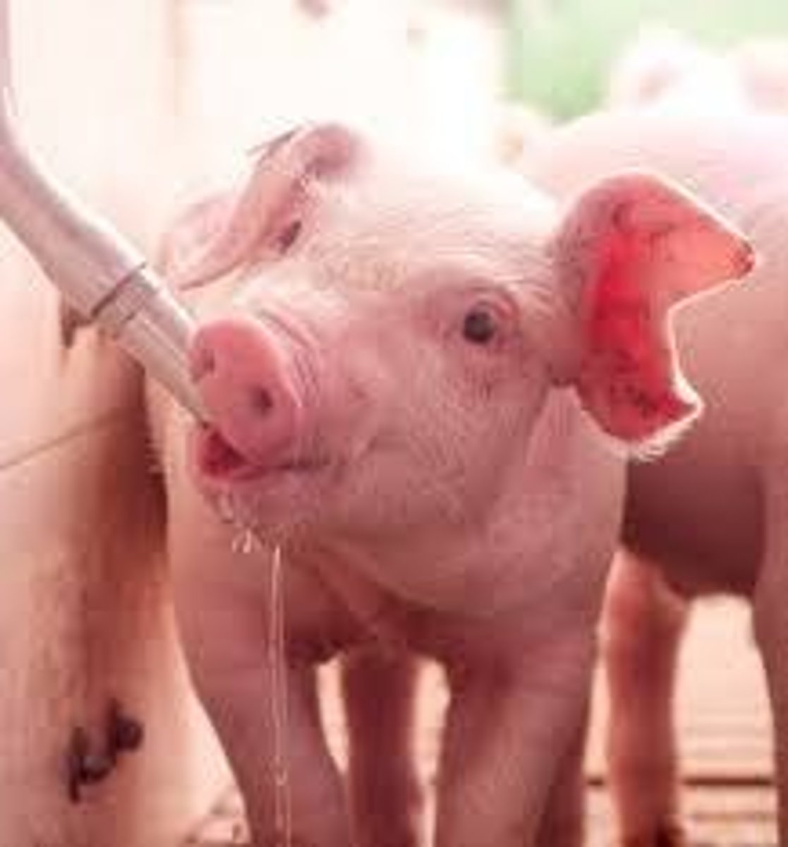 <p>Daily water needs for pigs based on weight.</p>