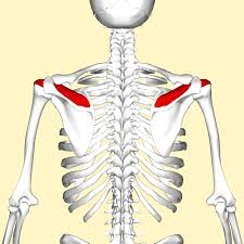 <p>Name this muscle (action, innervation, origin, insertion)</p>