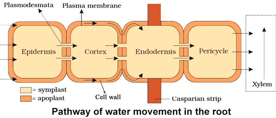 <p>Once inside the xylem tracheids and vessel elements, water molecules adhere to each other by hydrogen bonding as well as to the walls of xylem vessels. Creates a column of water internally. Water travels upwards to the leaves. Travel rate can be 15 meters per hour</p>