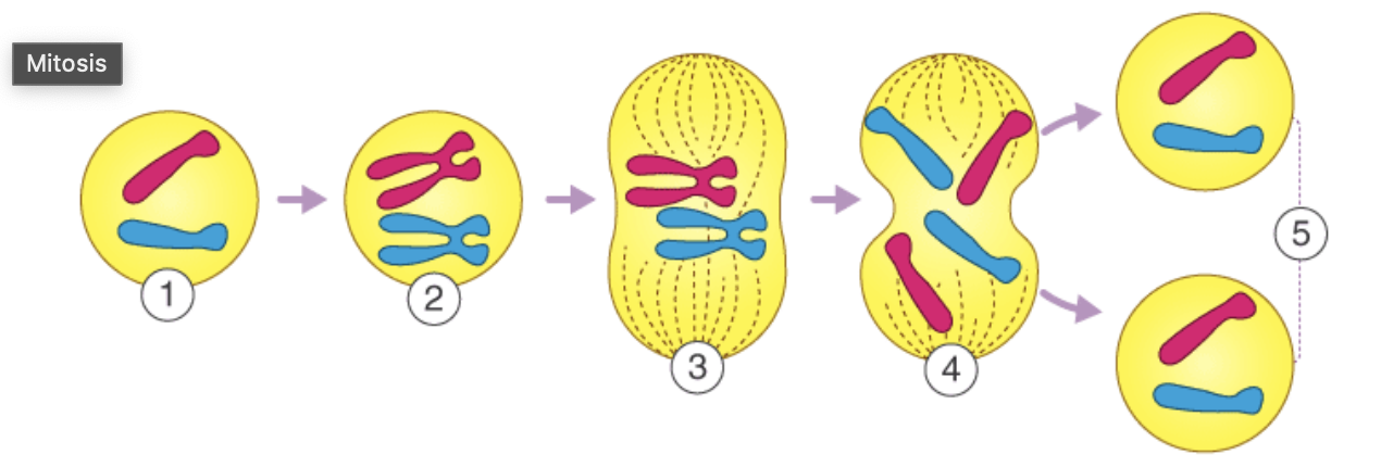 <p>which stage matches each diagram?</p>