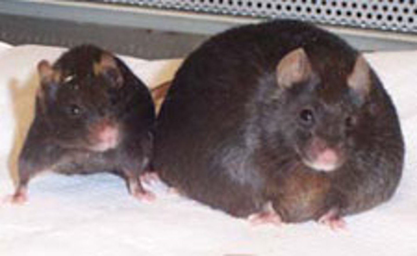 <p>promotes satiety</p>