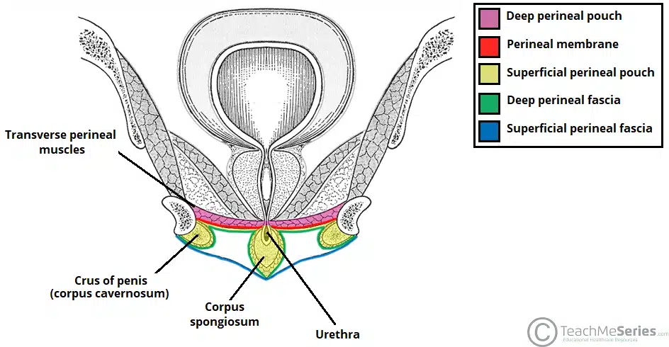 <p>61. The vestibular bulbs/bulb of the corpus spongiosum are firmly attached to the:</p><p>A. Perineal membrane</p><p>B. Superior pubic rami</p><p>C. Ischiopubic rami</p><p>D. Pubic symphysis</p><p>E. Ischial tuberosities</p>