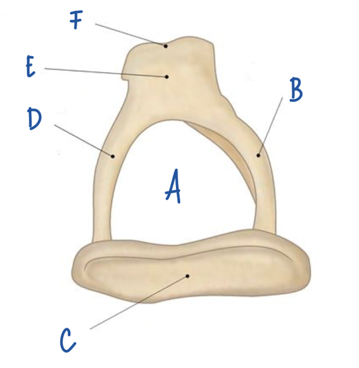 <p>What part of the stapes is labeled A?</p>