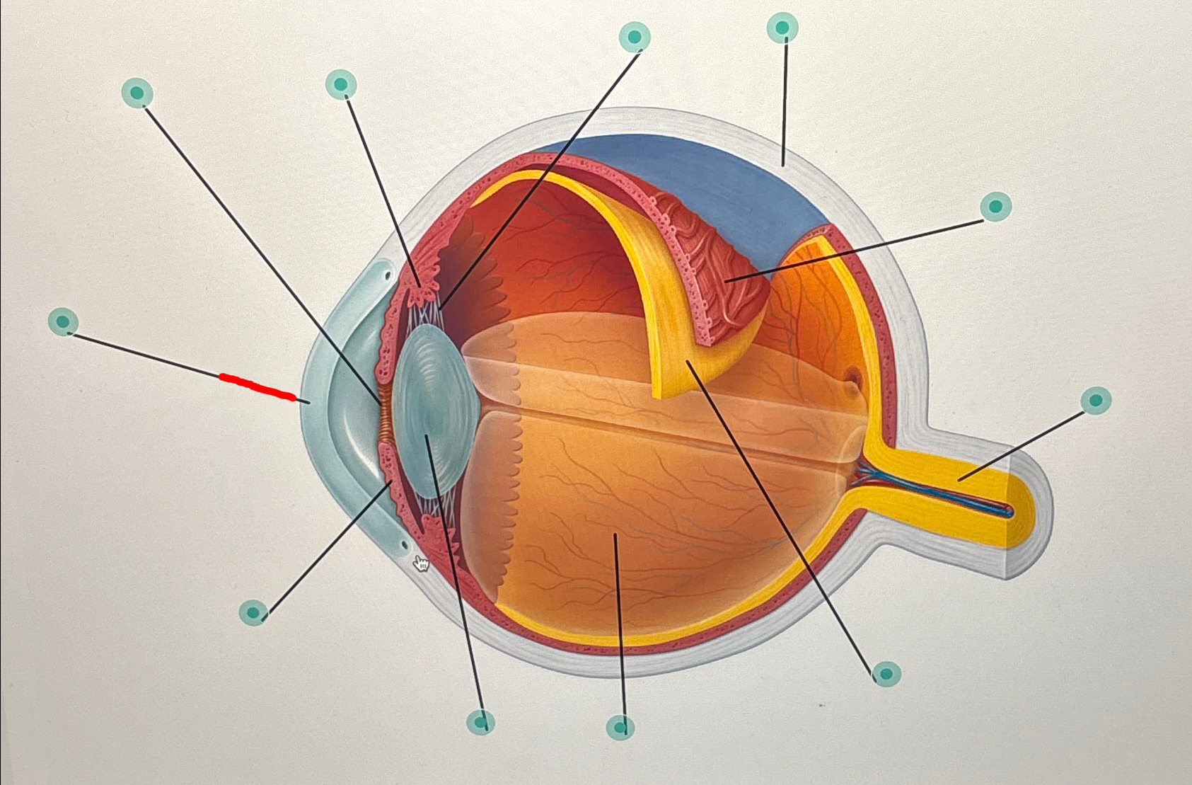 <p><u>Label The Eye</u></p>