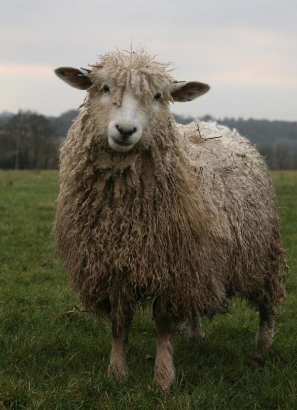 <p>What Category does this sheep belong to?</p><ul><li><p>It is a Cotswold</p></li></ul><p></p>