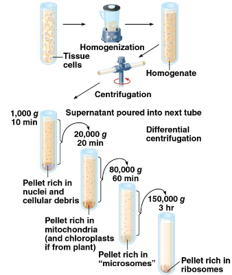 <p>Cell fractionation</p>