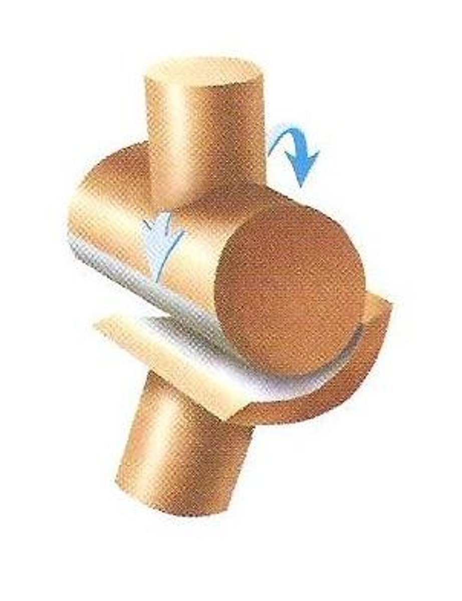 <p>Joint between bones (as at the elbow or knee) that permits motion in only one plane</p>