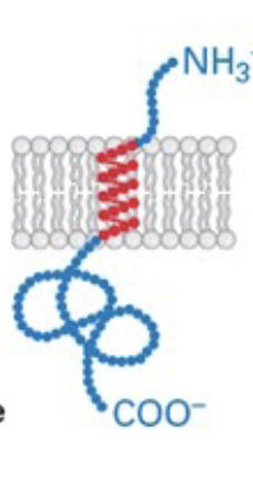 <p>C-terminus in ER lumen and N-terminus in cytosol</p>