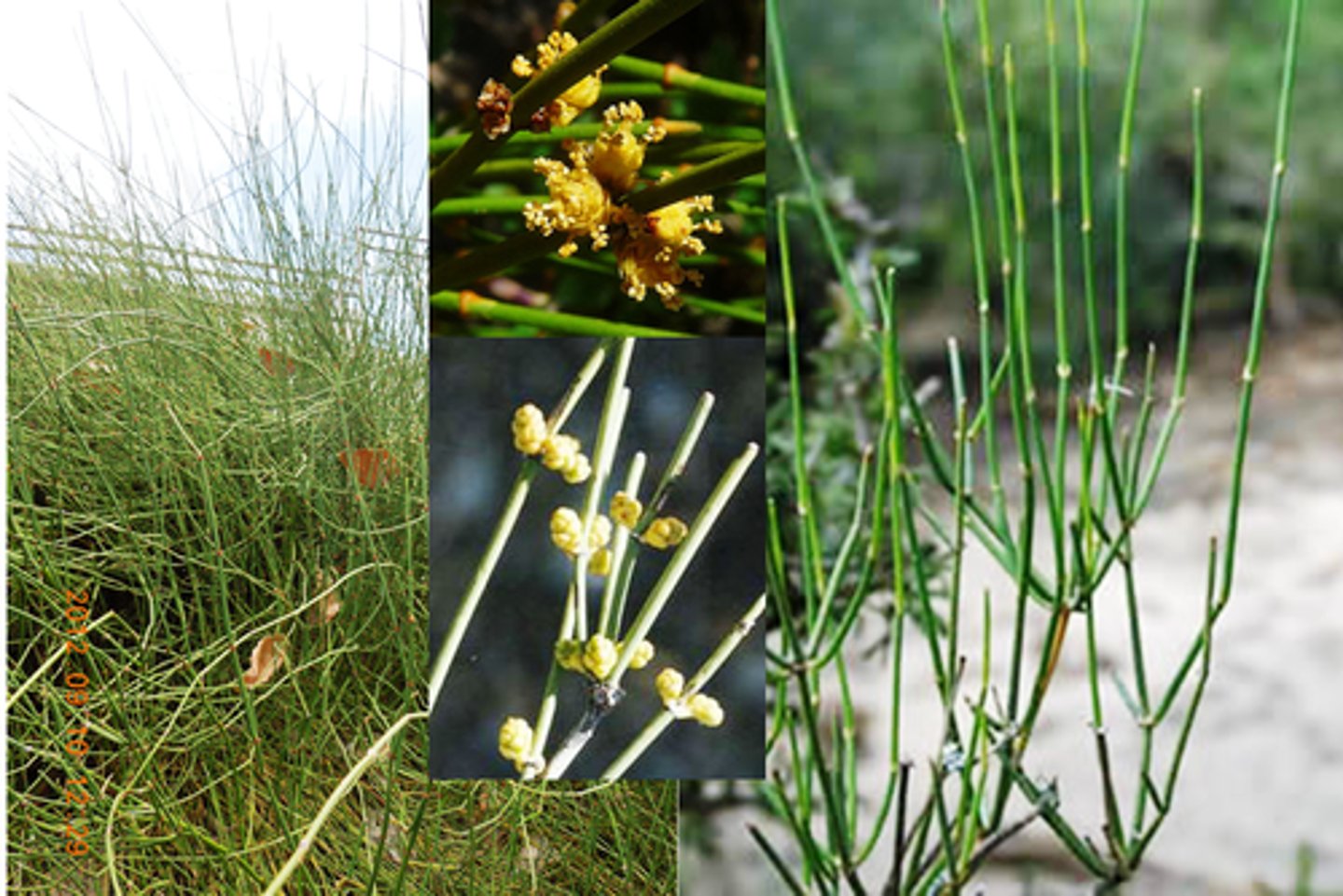 <p>Mormon tea plant; cures hypotension; produces ephedrine</p>