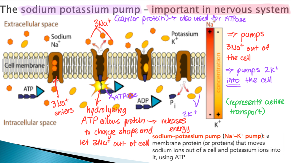 <p>How the sodium potassium pump functions</p>