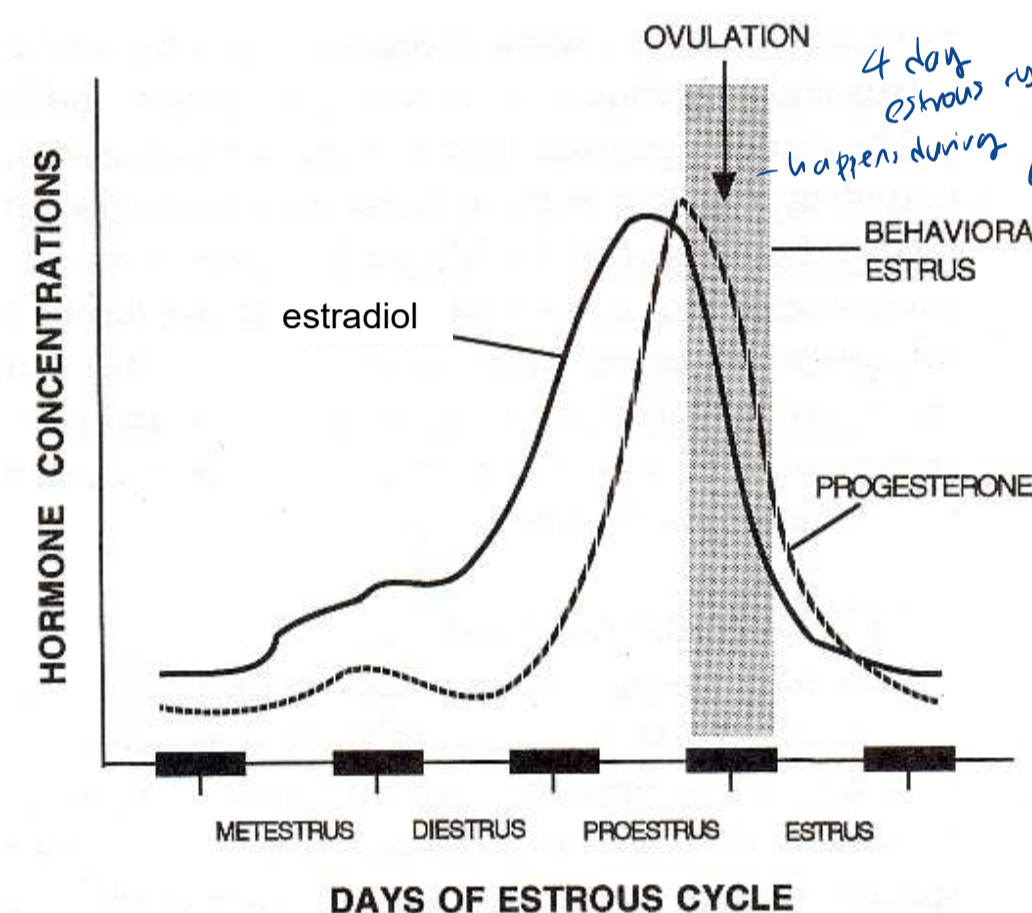<p>-4 days</p><p>-ovulation happens at the end of proestrus stage (behavioral estrus)</p><p>-nocturnal, breed at night</p><p>-can only get pregnant during estrus</p>