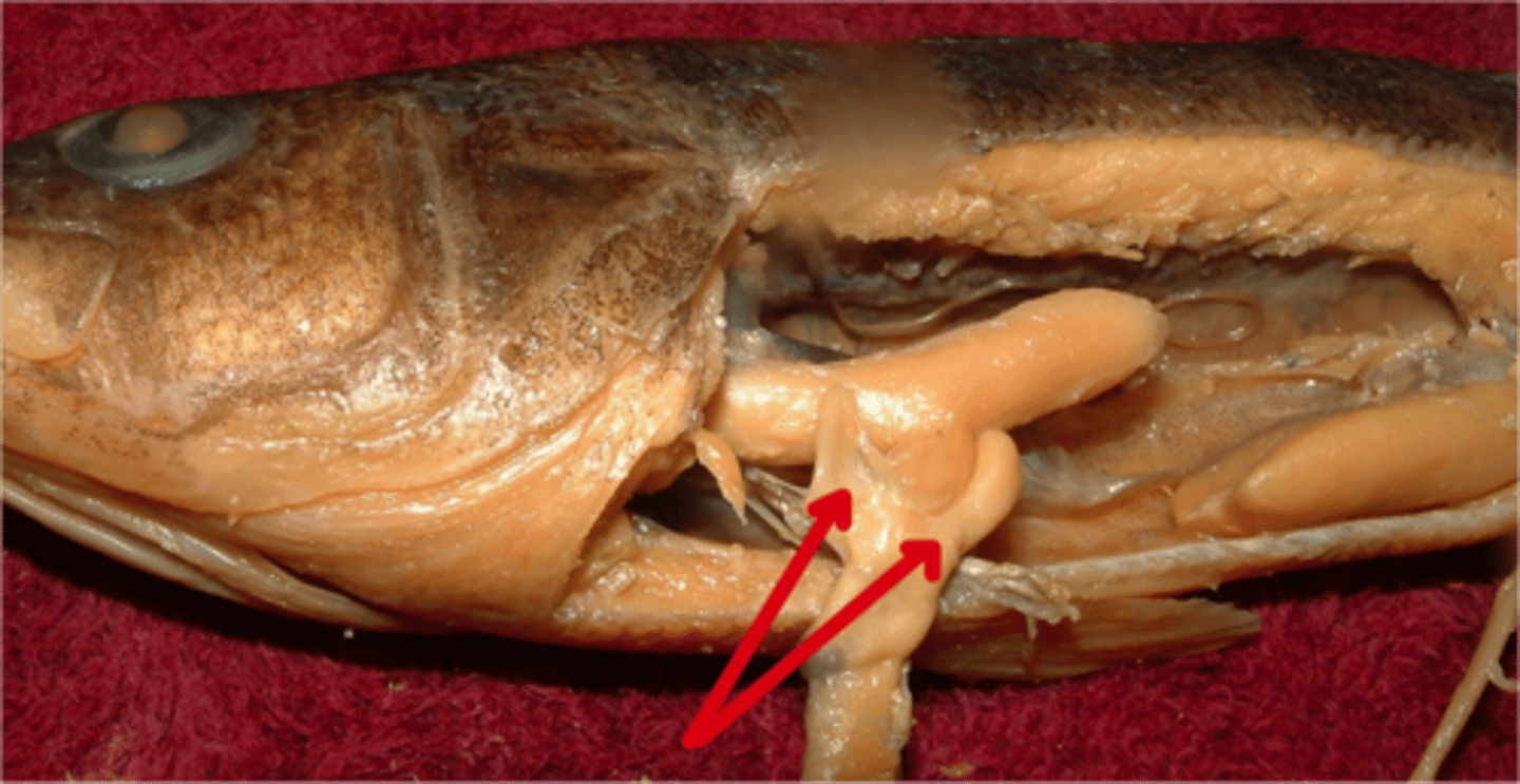 <p>Finger shaped pouches near stomach/intestine that secrete digestive enzymes and absorb nutrients such as fat</p>