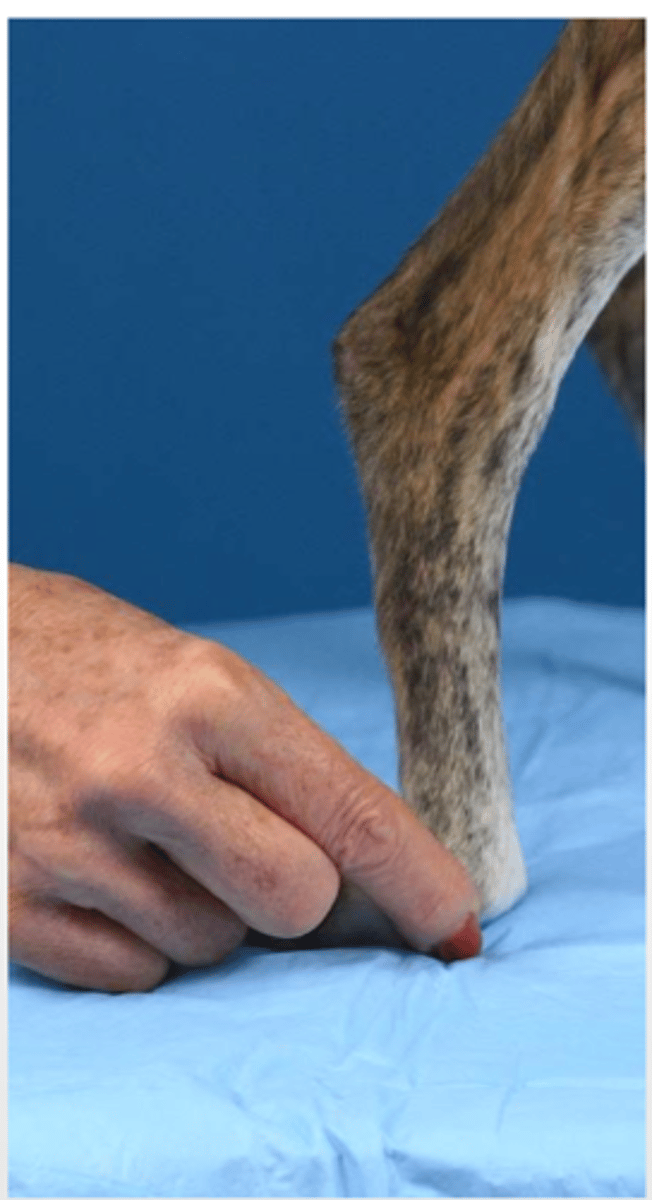 <p>what is this postural reaction test called? what is the expected result of a healthy animal?</p>