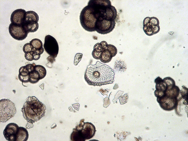 <p><strong>Phylum Foraminifera</strong></p>