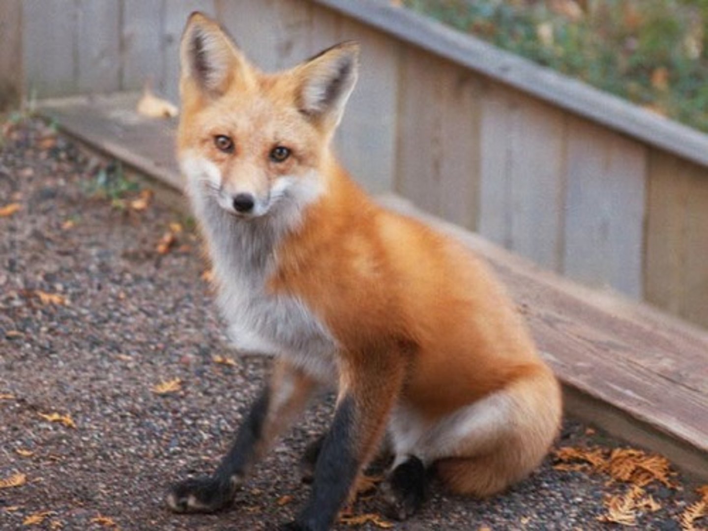 <p>a fox</p>