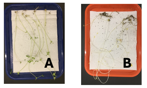 <p>Simply by looking at the coloration of these 2 speciments, which one do you predict was grown in the light?</p>