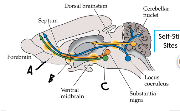 <p>medial forebrain bundle</p>