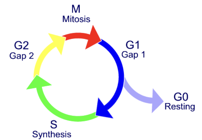 <p>B-cell and T-cell Morphology</p><ul><li><p>size? why?</p></li><li><p>cost-saver?</p></li><li><p>what phase are they stuck in?</p></li></ul><p></p>