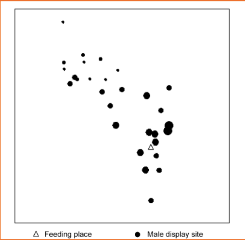 <p>Peacock males gather near areas where females are feeding. Clumped resource leads to males grouping, lek is near food site, females at food too.</p>