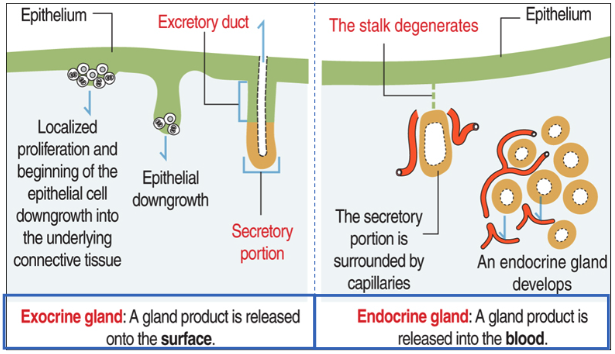 <ul><li><p><strong>Exocrine glands</strong>: form by epithelial <strong>down-growth</strong>; retain a <strong>duct</strong> and secrete <strong>onto a surface</strong></p></li><li><p><strong>Endocrine glands</strong>: the <strong>stalk degenerates</strong>; they secrete <strong>into the blood</strong> via nearby capillaries</p></li></ul><p></p>