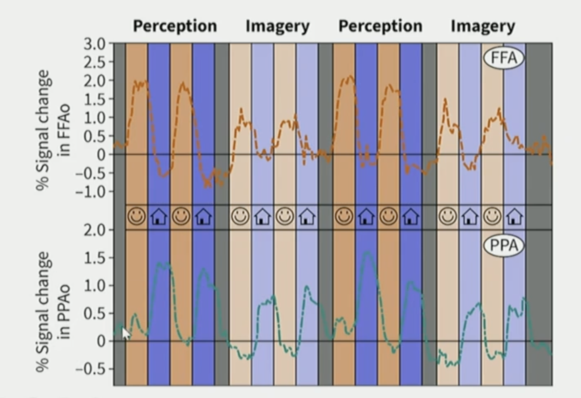 <p>We know that FFA is the brain region that responds to faces, and PPA is the brain region that responds to houses.</p><p></p><p>Therefore, a researcher showed a series of faces to participants, and a series of houses to participants and measured the activity of their FFA and PPA brain regions. <br><br>Then, the researcher asked participants to think about the faces that they were just shown and the houses that they were just shown. Again, the activity in their FFA and PPA brain regions were measured. This was process was repeated twice.</p><p></p><p>The results indicate that there was activity in the FFA region when participant’s viewed faces, and very little activity when they viewed houses. Conversely, there was activity in the PPA region when participant’s viewed houses, and very little activity when they viewed faces.</p><p></p><p>The same activity pattern in FFA and PPA regions were displayed when participants merely imagined the faces and houses, respectively. Therefore, supporting the perception and imagery use same brain regions.</p><p></p><p>***However, there is less activity during imagery compared to perception. Hence, the processes during both are not exactly the same. This is not surprising because people should be able to differenciate reality from their imagination.</p>