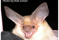 <p>pale (bluffy) color; large eyes and ears; lives in rocks (saxicolous)</p>