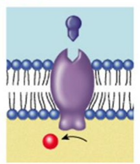 recognize and bind molecules from other cells that act as chemical signals, such as hormones