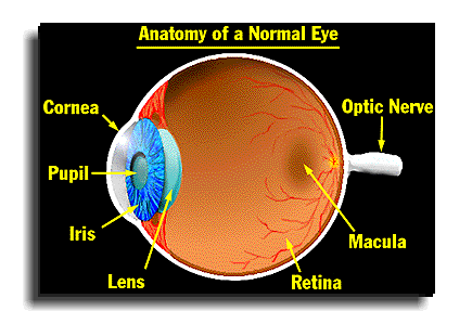 <p>The light-sensitive layer of tissue at the back of the eye where visual images are formed.</p>