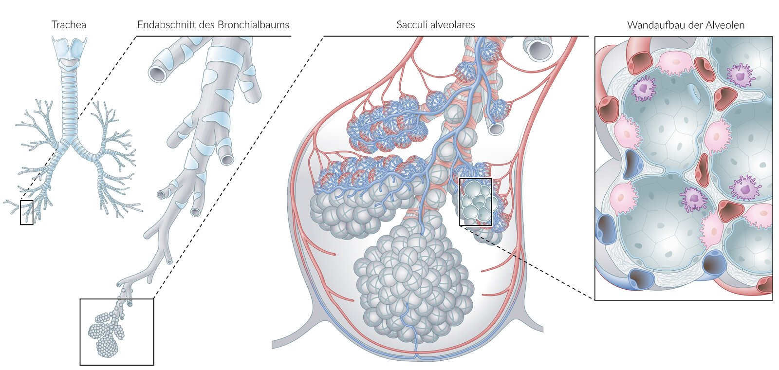 <p>C. The dead space ventilation increases.</p>