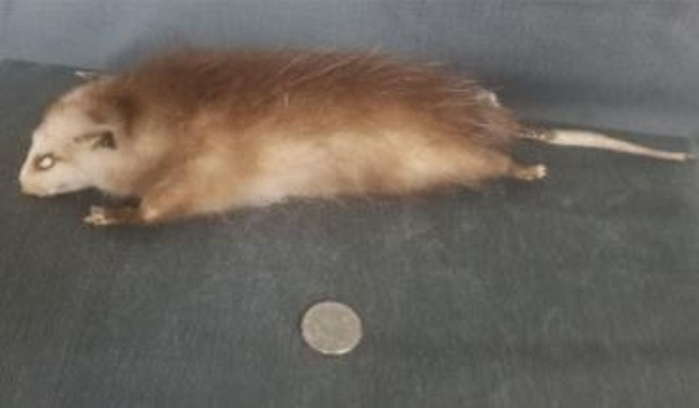 <p>What animal is this?</p>