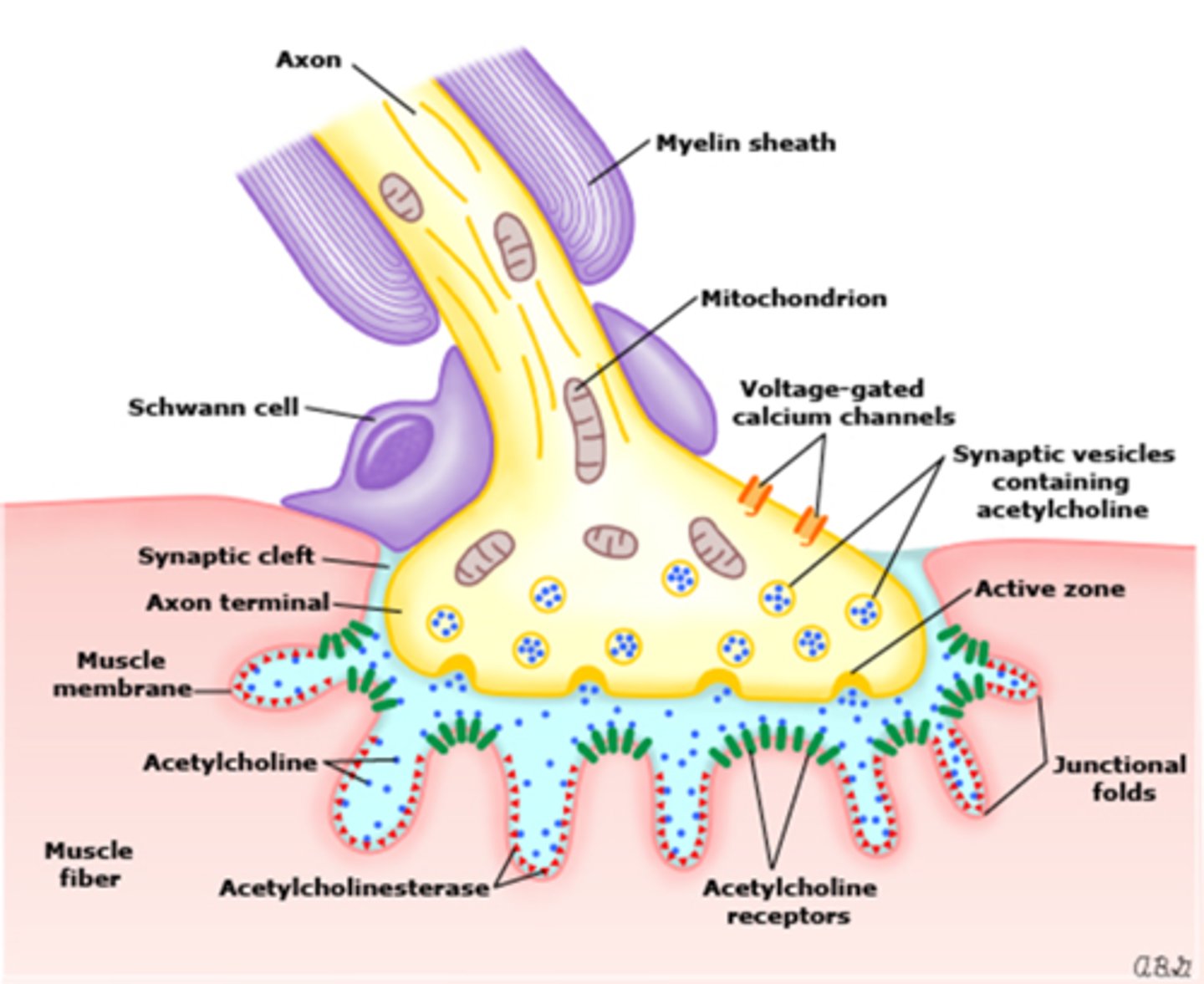 <p>pilocarpine 0.125% test OU</p>